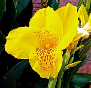 Canna Lilly